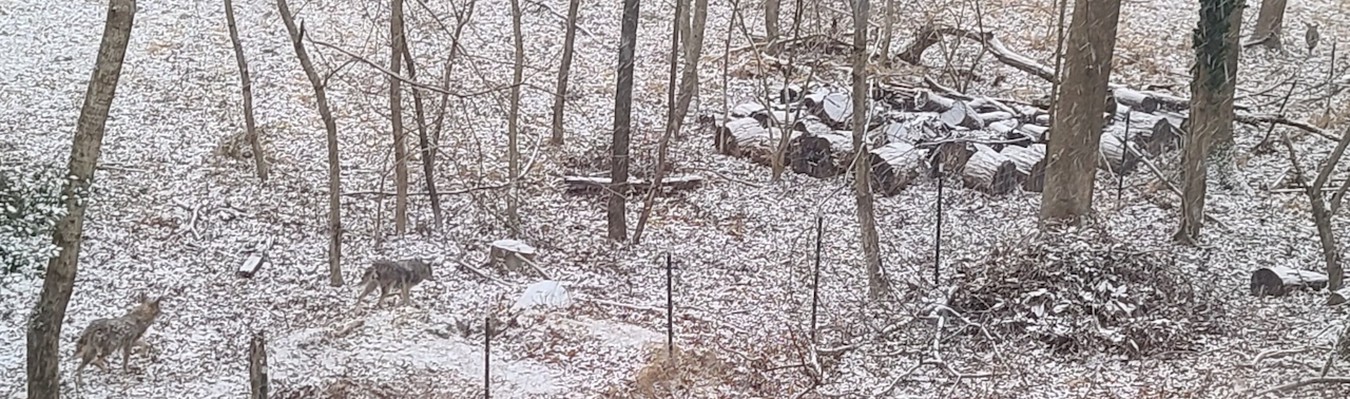 As photographed in January As photographed in January