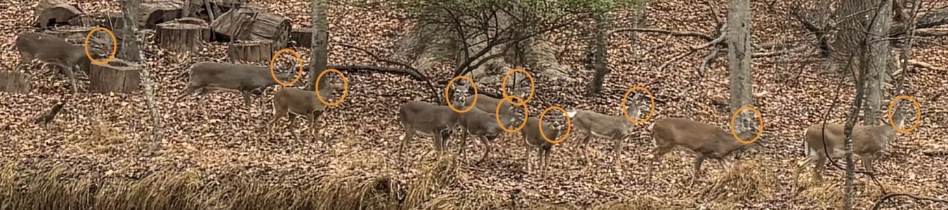 Picture above taken on December 4, 2024 of 10 deer moving through Tanglewood Park Picture above taken on December 4, 2024 of 10 deer moving through Tanglewood Park